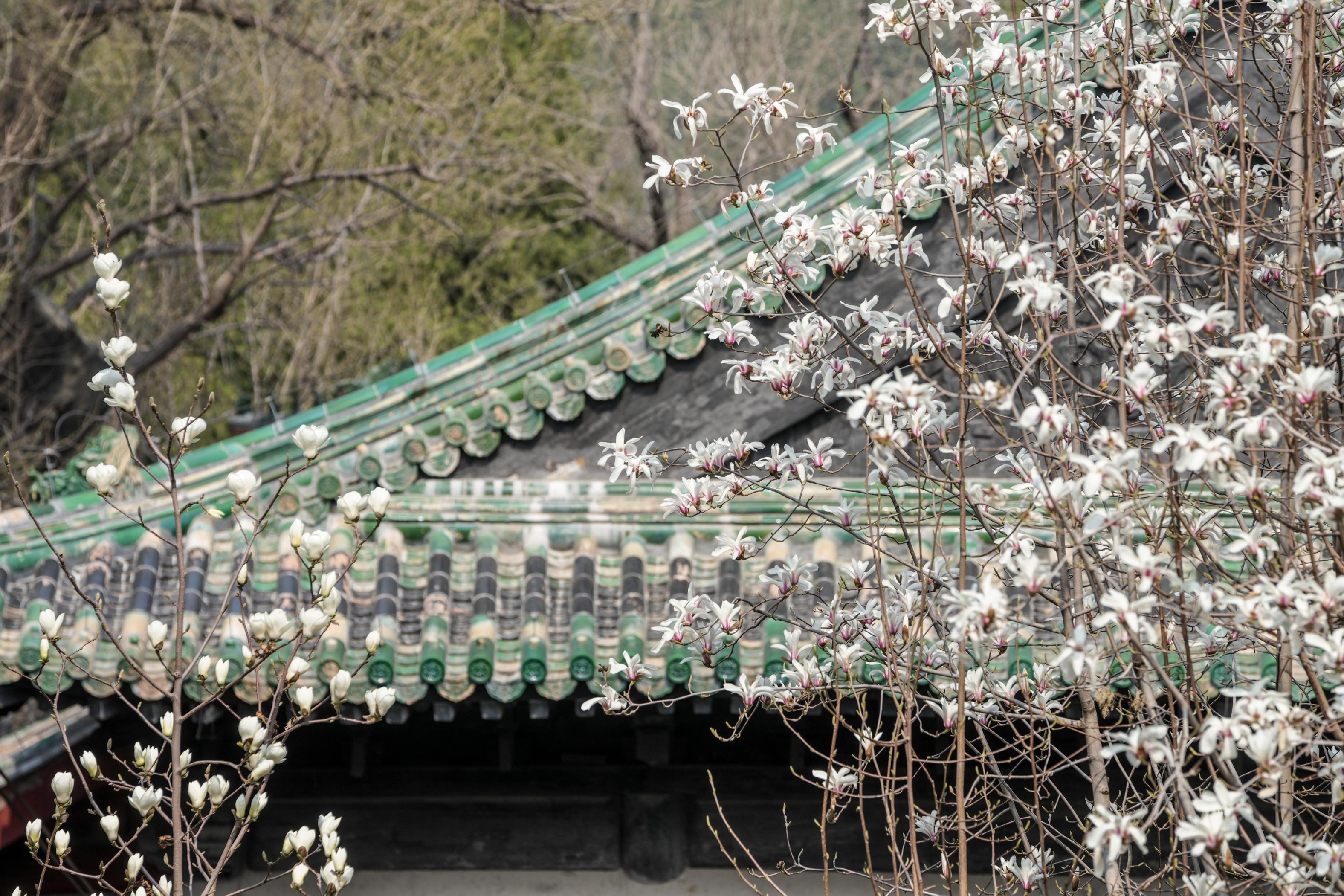 大觉寺古玉兰