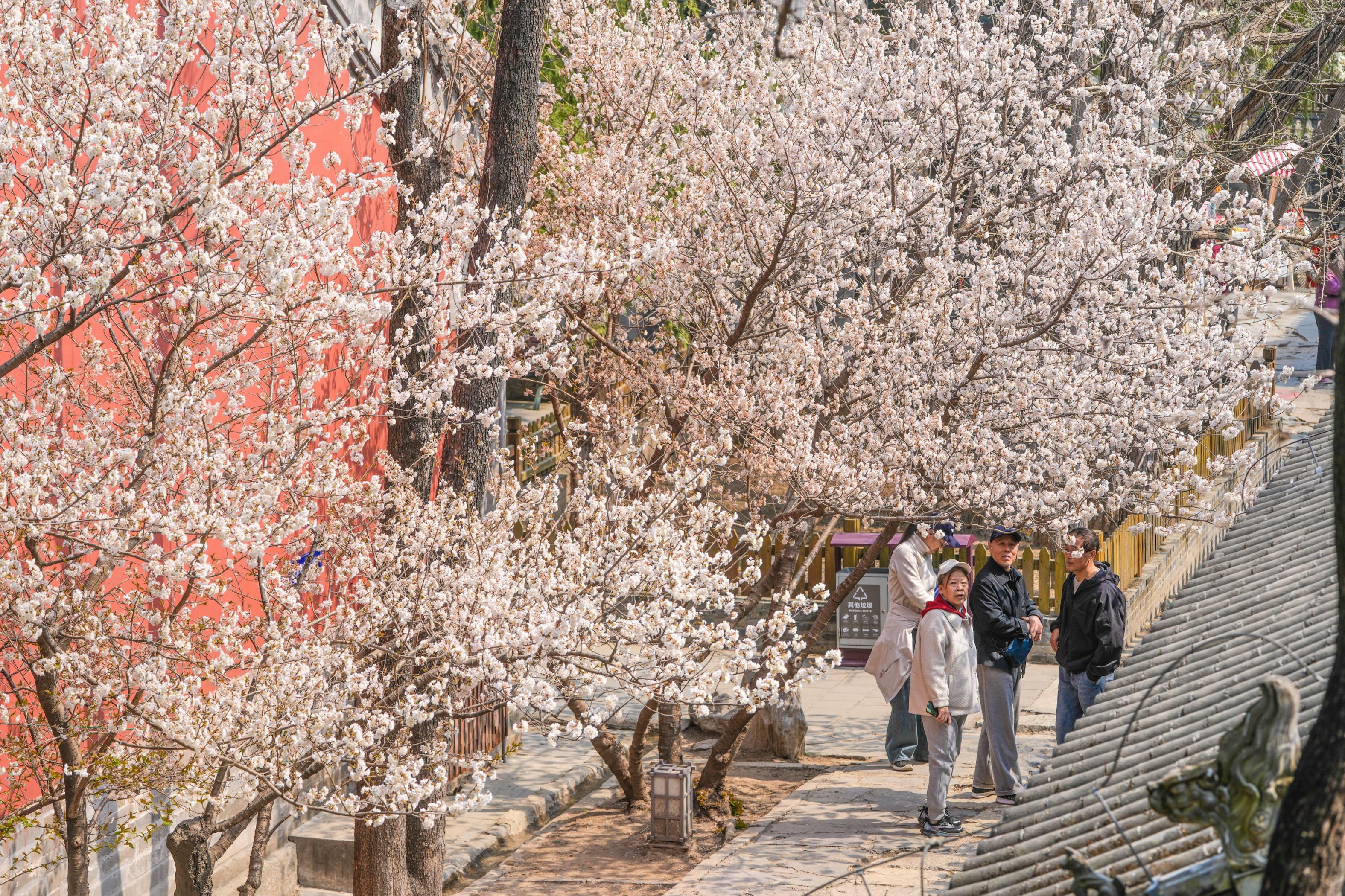 大觉寺春花